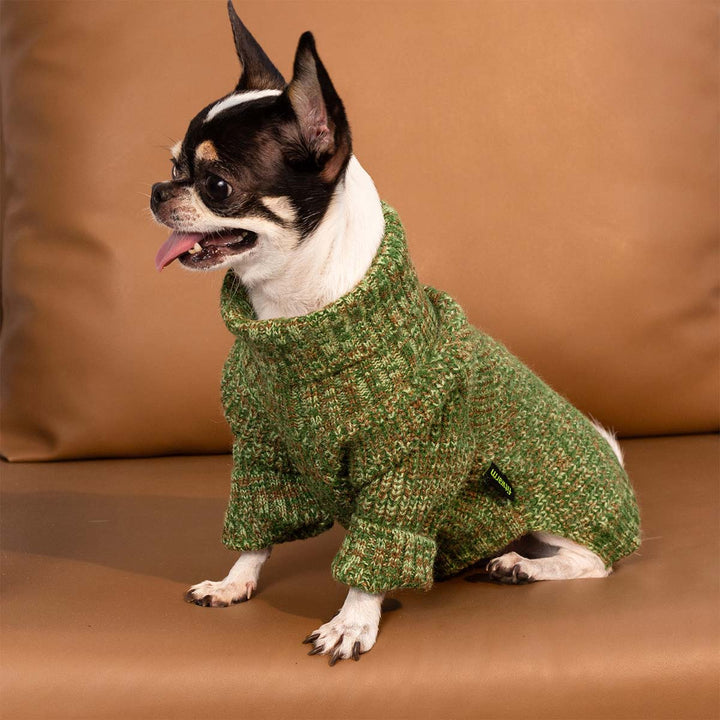 Small dog wearing a green heather knit dog turtleneck sweater while sitting on a brown couch