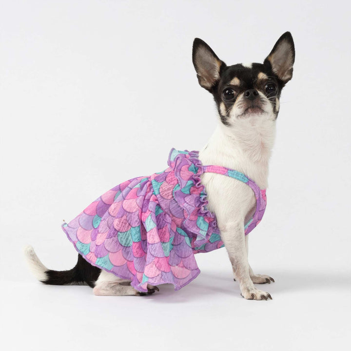 Chihuahua wearing a mermaid dress for dogs with vibrant multicolor scales