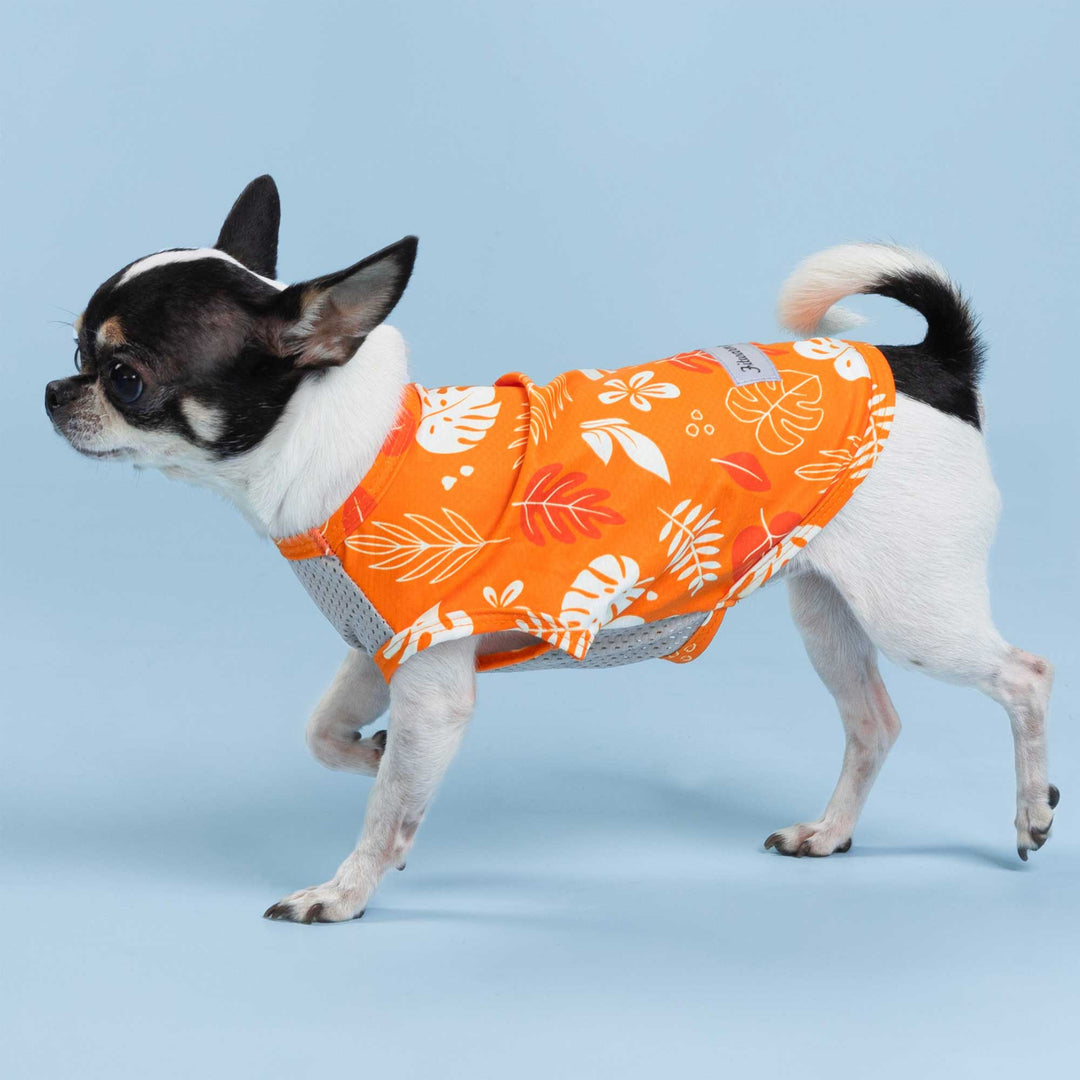 Small dog wearing a bright orange dog UV shirt with white tropical leaf prints