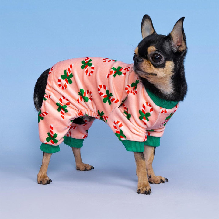 Small dog wearing festive Christmas dog pajamas with candy cane prints and green cuffs