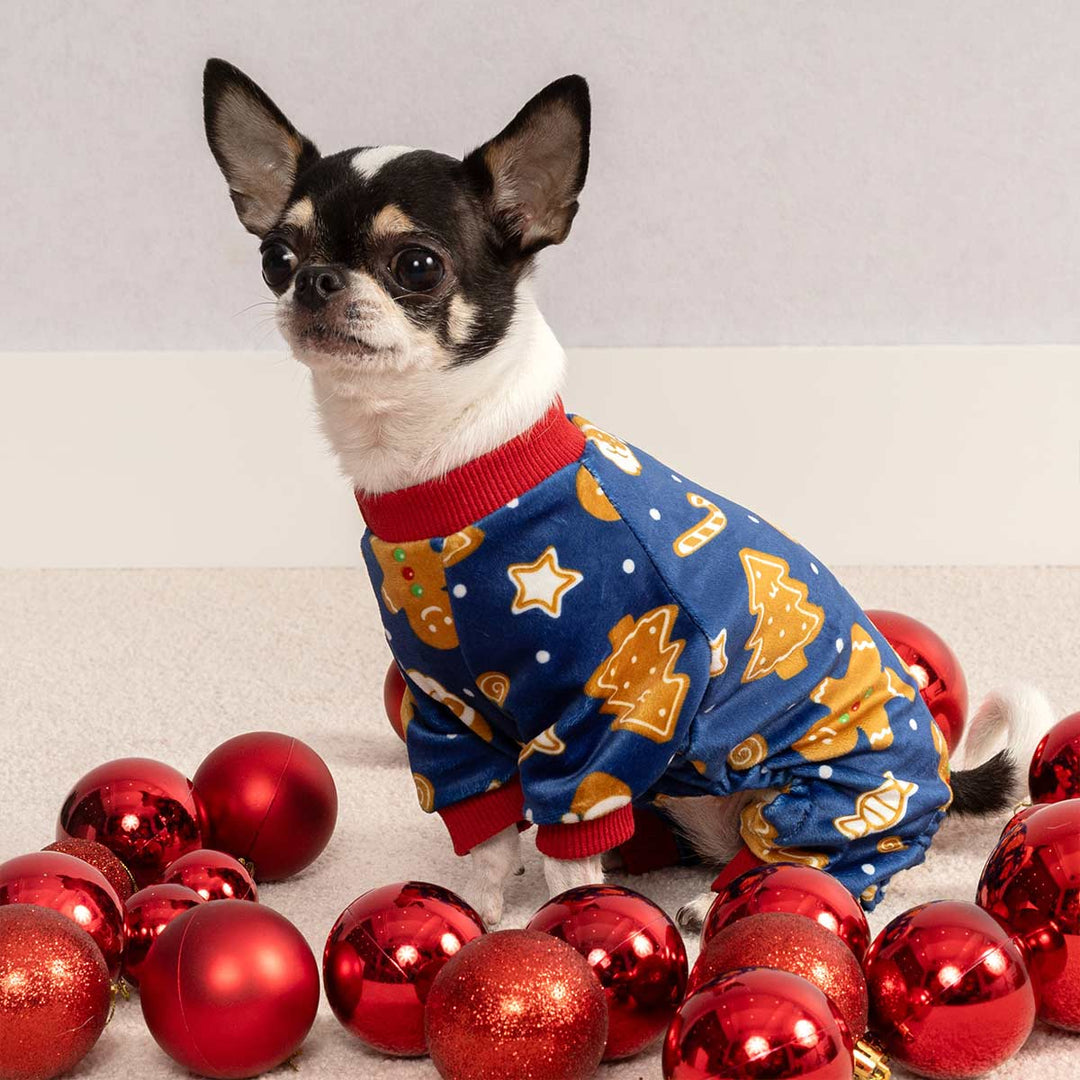 Small dog wearing blue Christmas dog pjs with gingerbread and tree prints surrounded by red ornaments