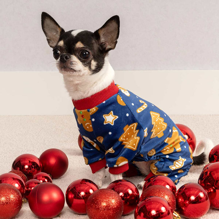 Small dog wearing blue Christmas dog pjs with gingerbread and tree prints surrounded by red ornaments