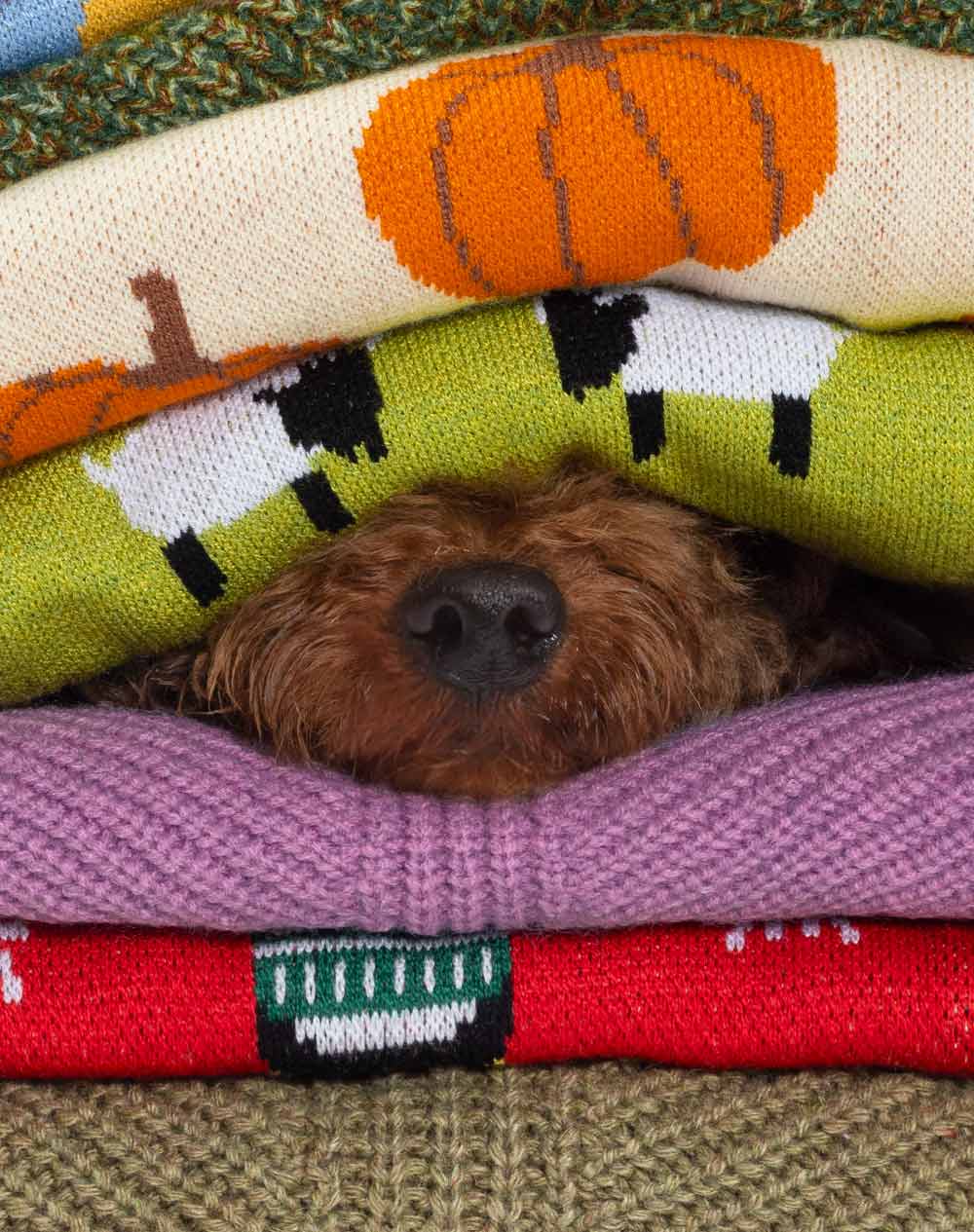 Adorable Dog Cover By Sweaters and Show a Nose