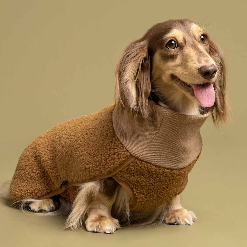 Brown sherpa turtleneck dog sweater by Fitwarm on Dachshund, perfect for winter warmth and style