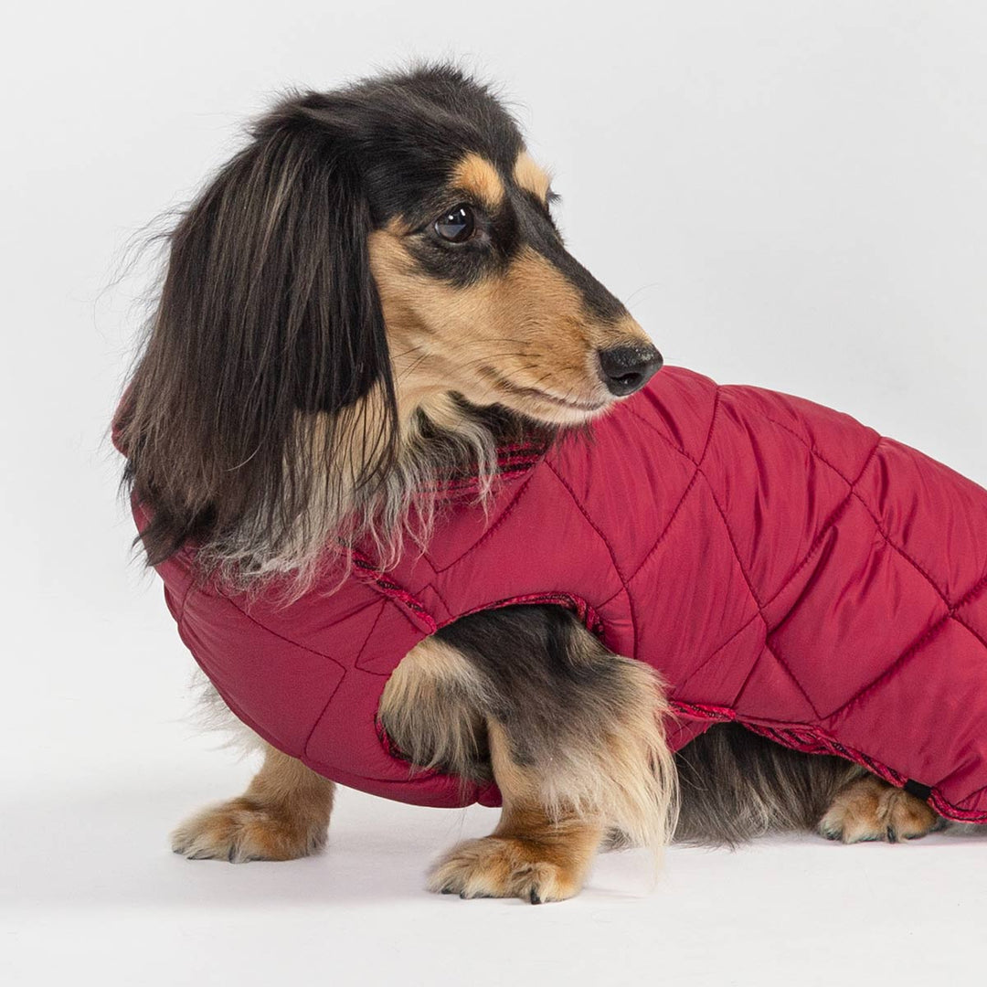 Cute dachshund sitting in cozy red dog coat for winter style