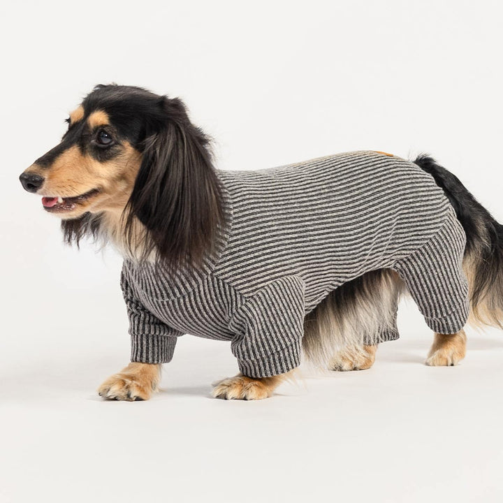 Dachshund in cozy striped dog onesie posed on beige background, showing stylish casual look