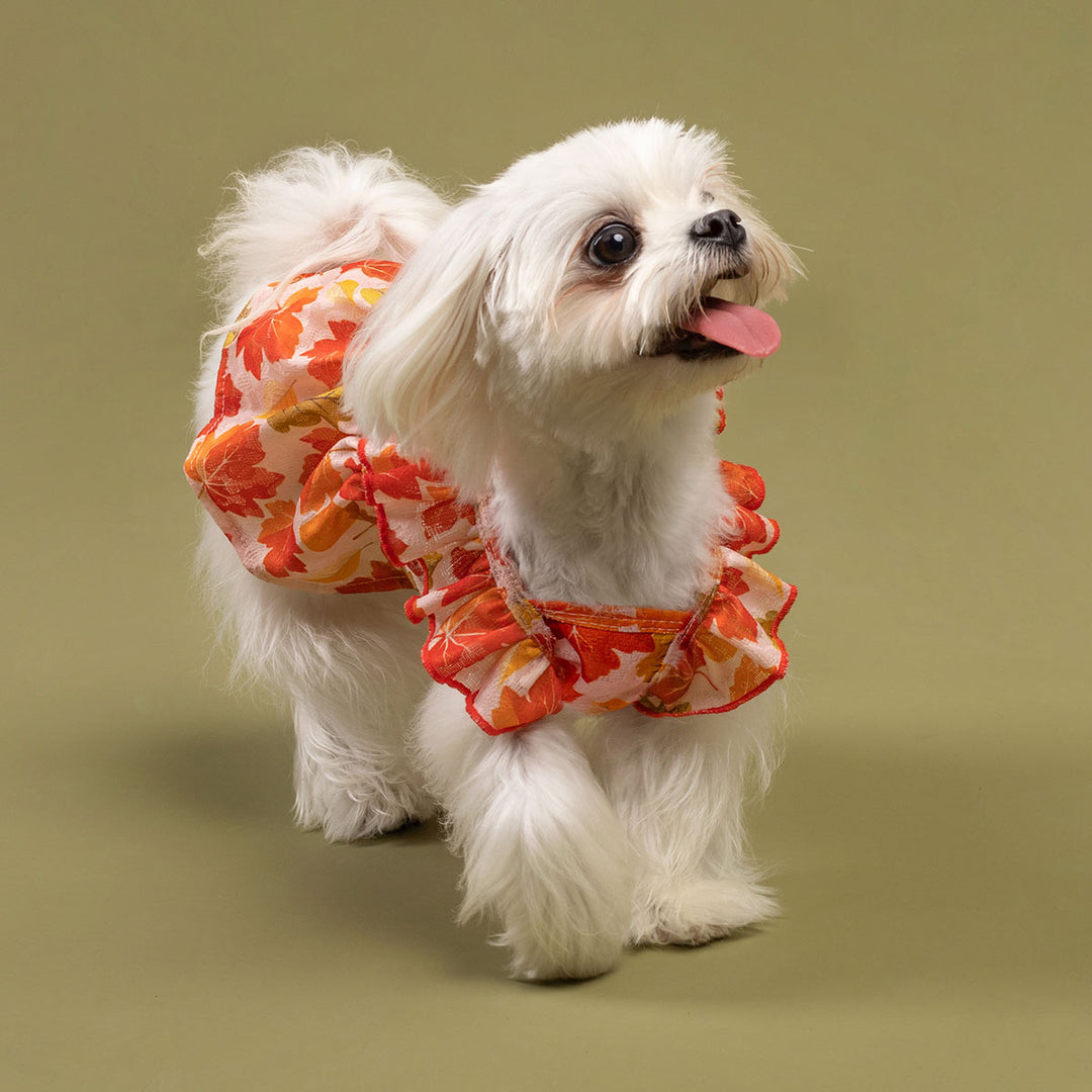 Fall Maple Ruffle Dog Dress | Autumn Colors & Comfort Fitwarm Fall Maple Ruffle Dog Dress | Autumn Colors & Comfort Fitwarm
