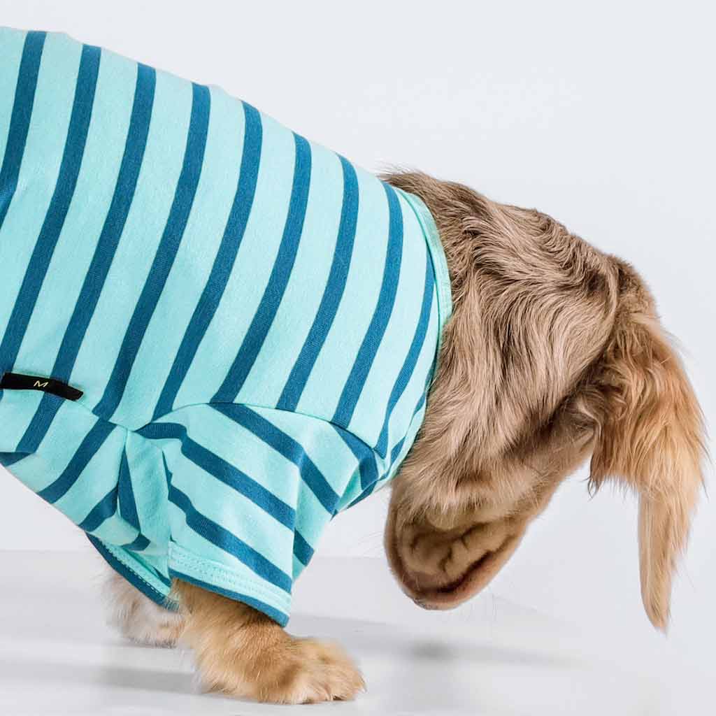 Dachshund in a Blue Striped Dog Shirt - Fitwarm Dog Clothes