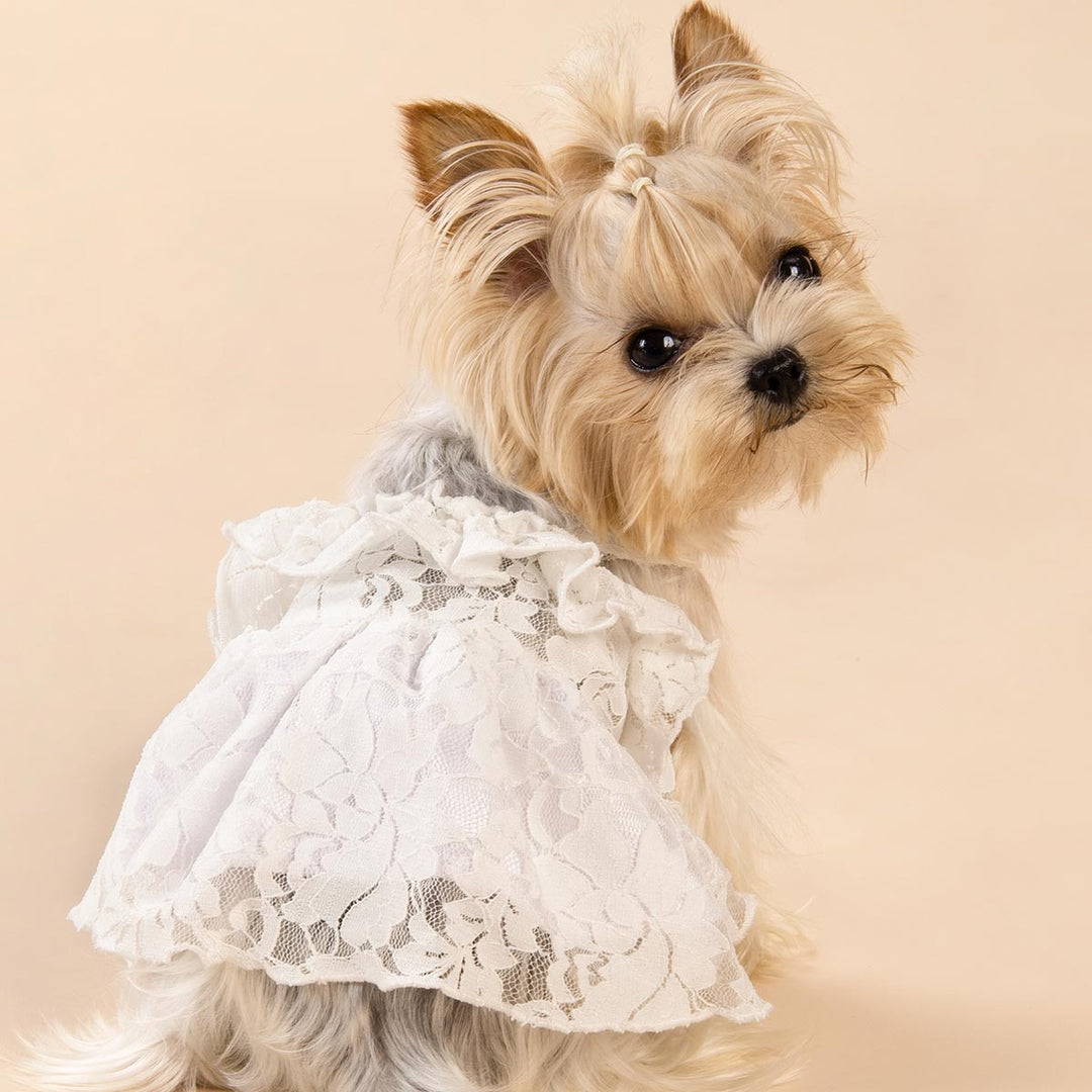 Lace Dog Dress | Elegant Summer Style White / XX-small Lace Dog Dress | Elegant Summer Style White / XX-small