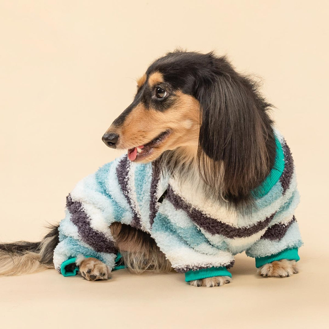 Long-haired dachshund in colorful striped dog pajamas showing a cozy and playful look