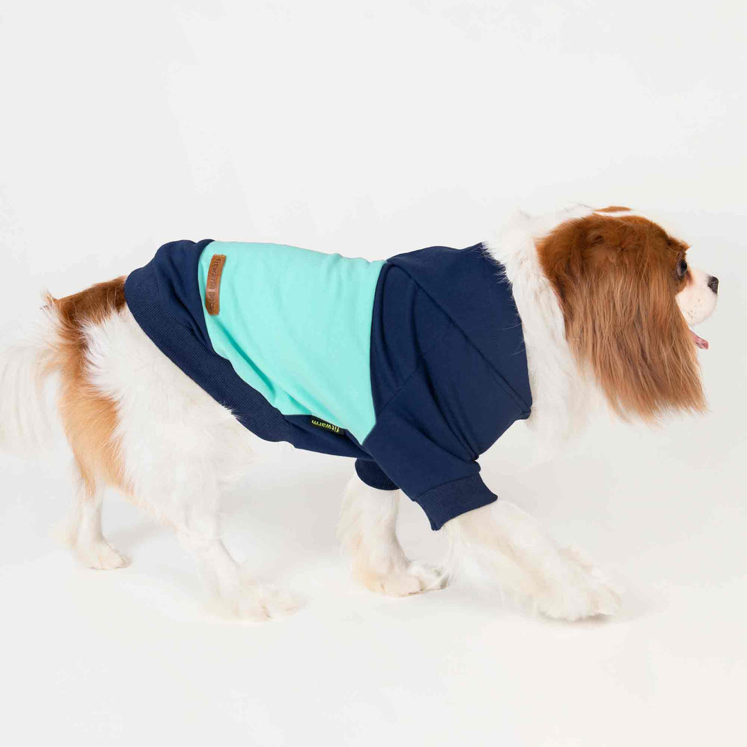 King Charles Spaniel in a Stylish Blue Color Block Dog Hoodie - Fitwarm Dog Hoodie