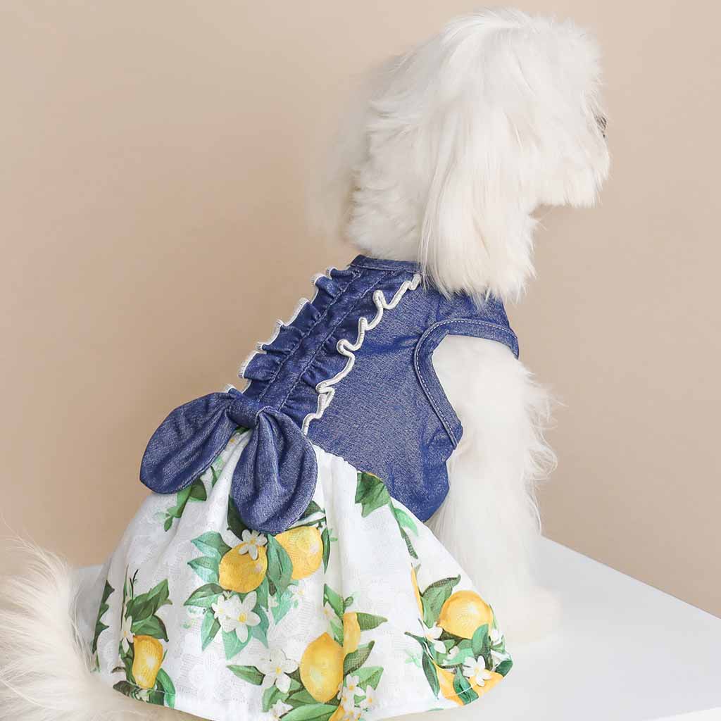 Maltese in a Stylish Denim Dog Dress with Lemon Prints - Fitwarm Dog Clothes
