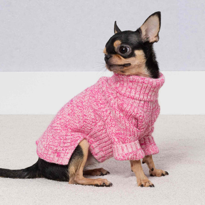 Chihuahua in a cozy pink heather dog knitter sweater sitting on a light carpet
