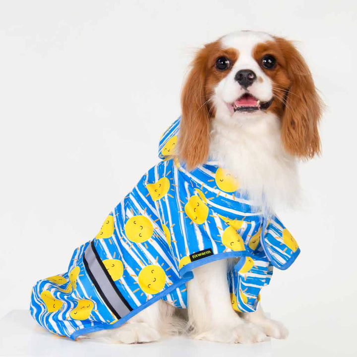 King Charles Spaniel in a Dog Raincoat with Sun Prints and Stripes - Fitwarm Dog Clothes