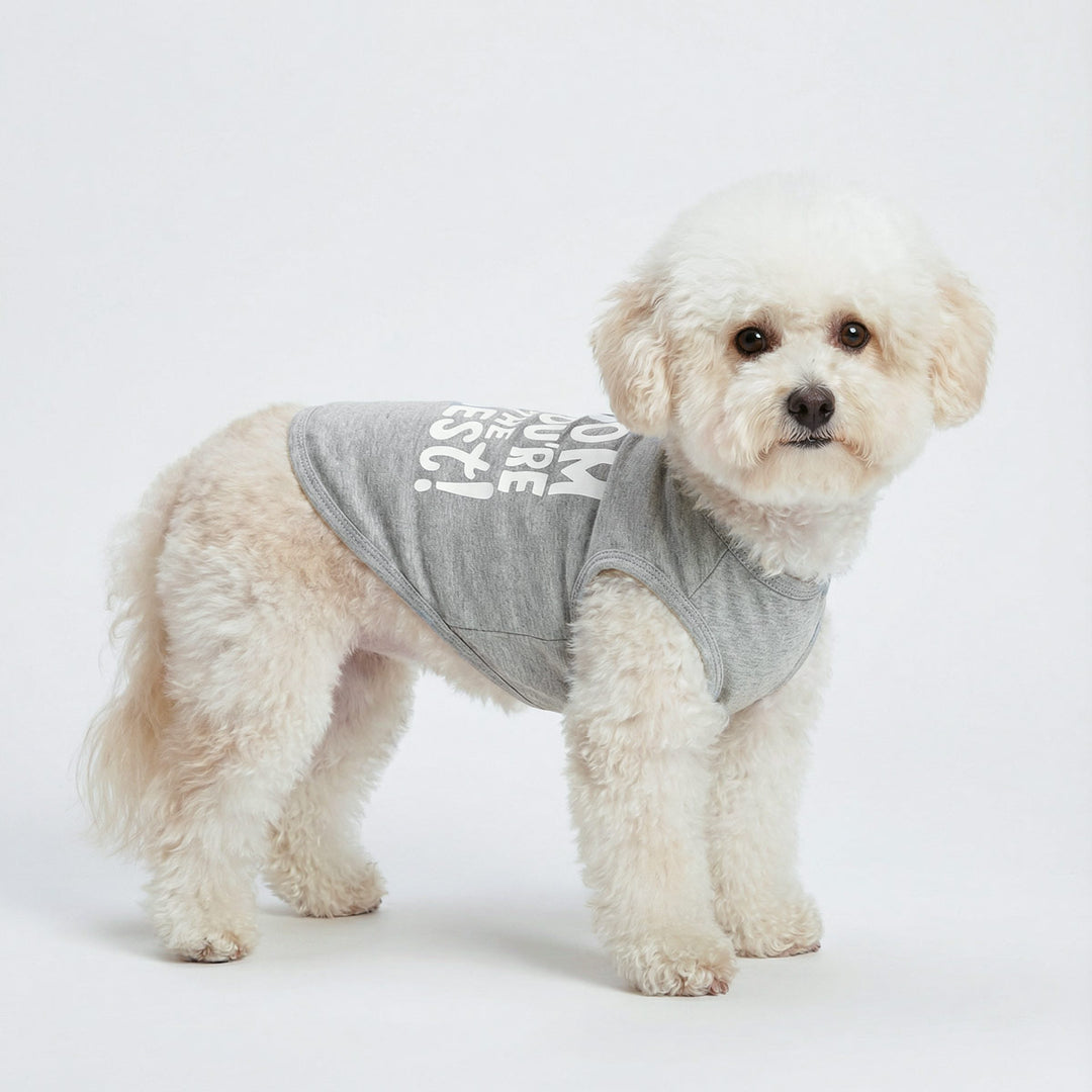 Bichon standing with a funny shirt for dogs