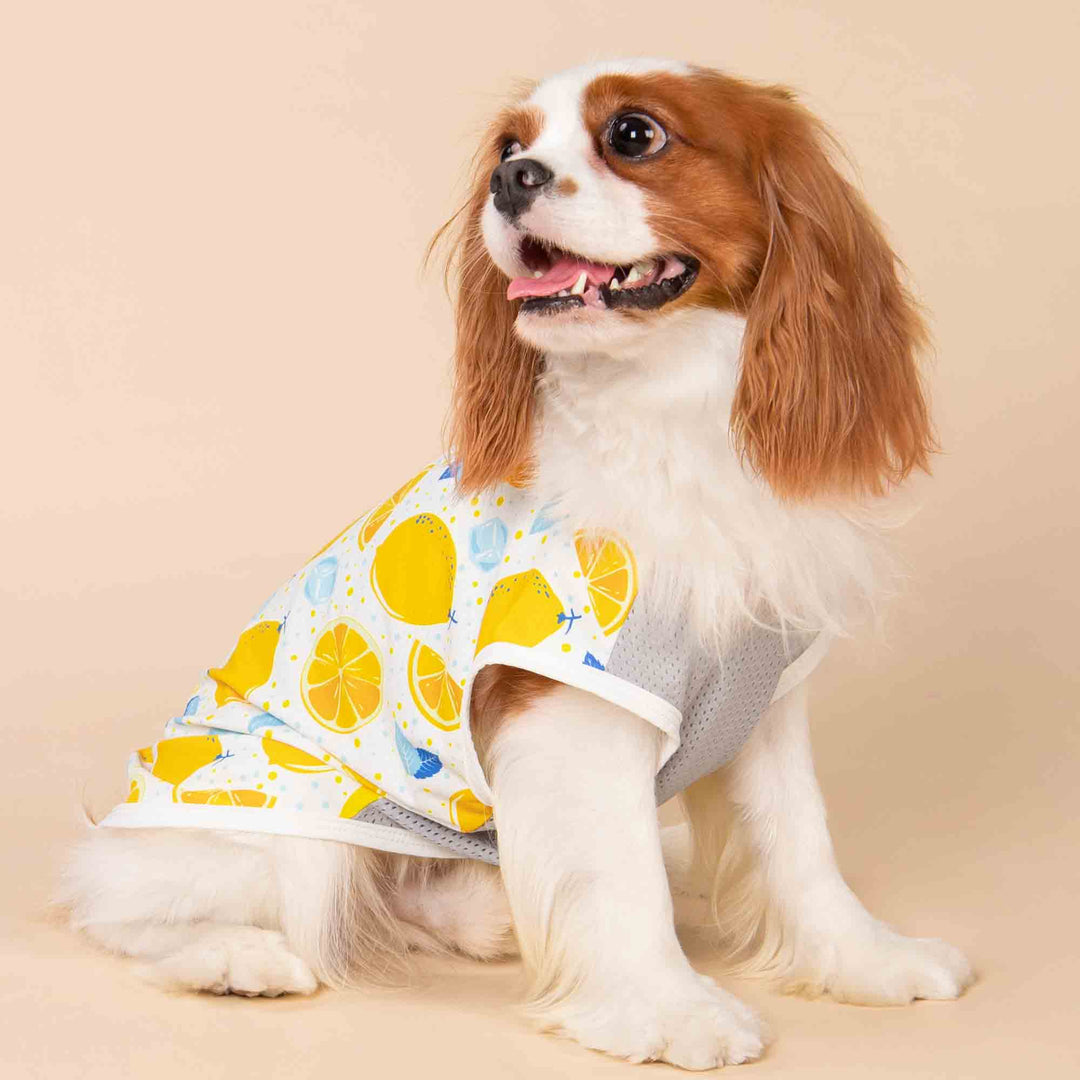 King Charles Spaniel in a Summer Dog Shirt with Lemon Prints - Fitwarm Dog Clothes