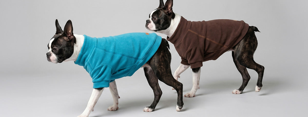 Two Boston Terrier dogs modeling dog sweaters, one wearing a bright teal-blue sweater and the other wearing a dark brown sweater