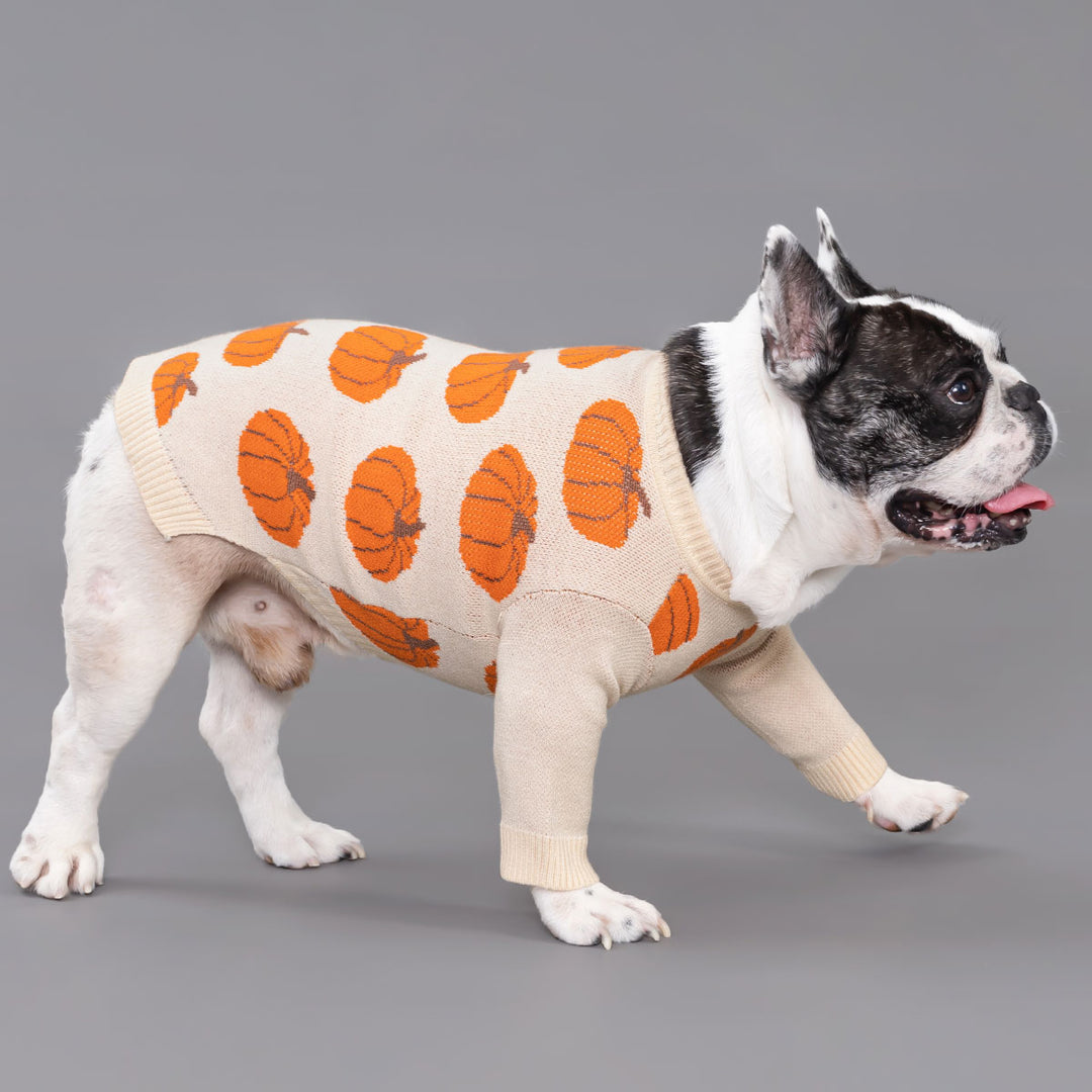 Dog wearing a cream dog sweater with allover orange pumpkin prints