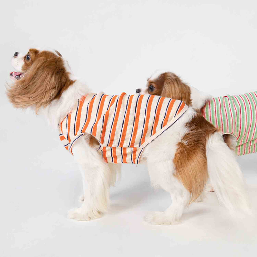 King Charles Spaniels in Dog Shirts with Waffle Stripes - Fitwarm Dog Clothes