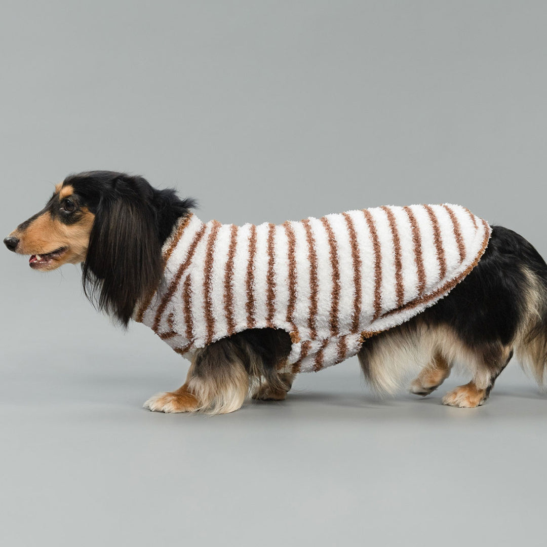 Dachshund wearing striped fluffy sweater for dogs against gray background