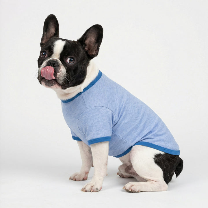 Boston Terrier modeled in fitted dog t shirt with short sleeves
