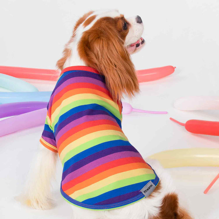 Rainbow Striped Dog Shirt for King Charles Spaniel - Fitwarm Dog Clothes