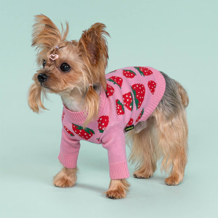 Yorkshire Terrier dressed in cute pink strawberry dog sweater