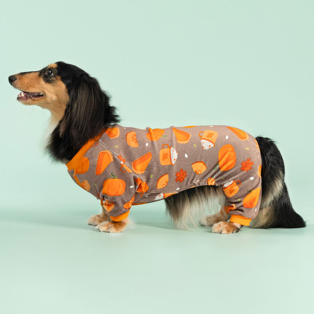 Adorable dachshund dressed in soft pumpkin print dog onesie for fall season
