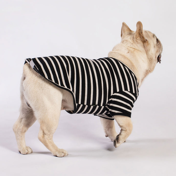 French Bull Dog in a Color Block Striped Dog Shirt - Fitwarm Dog Clothes