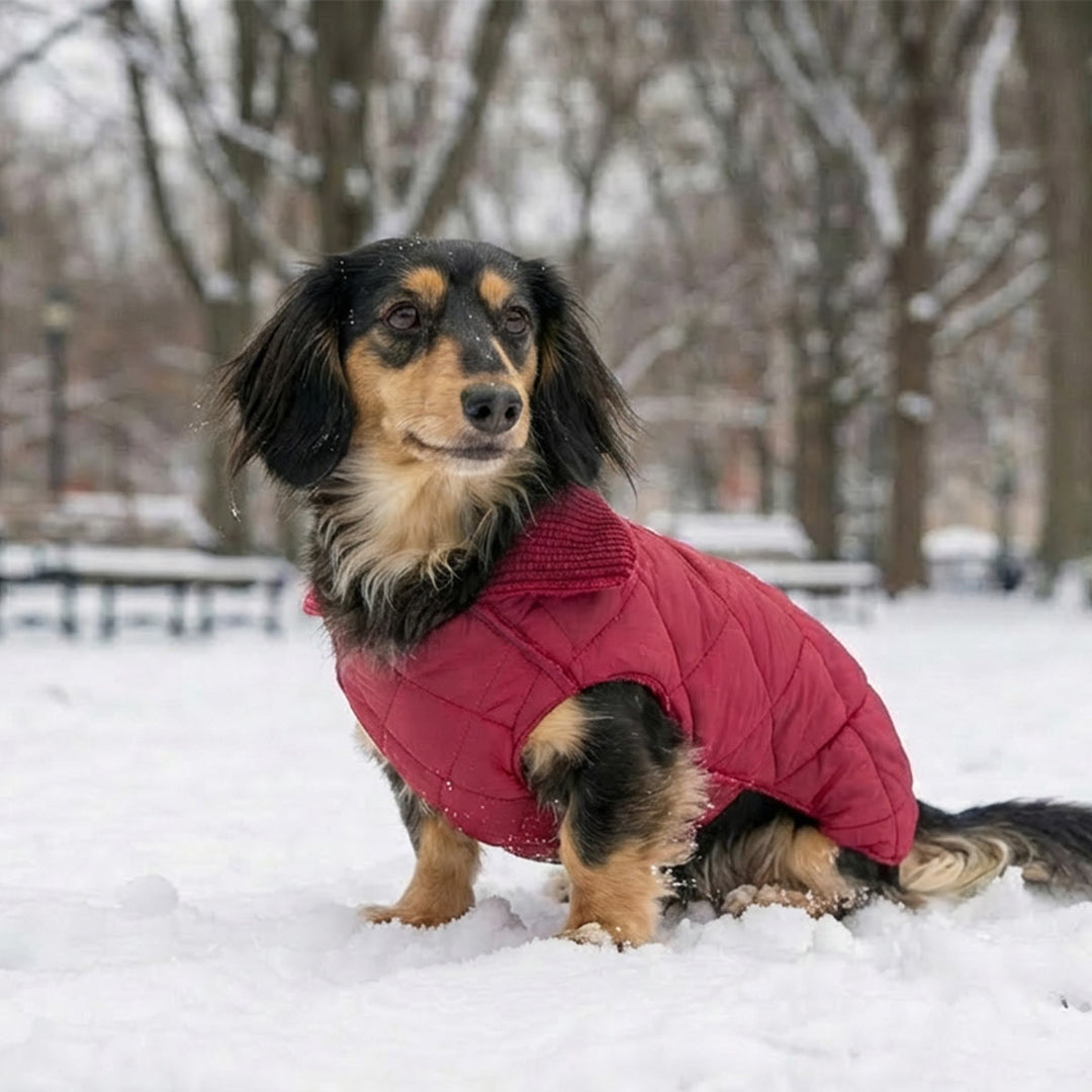 Small long-haired dog wearing a red dog coat while sitting in snowy park during winter