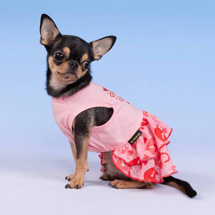 Chihuahua wearing a pink valentine dog dress with layered heart-print ruffles against a blue backdrop