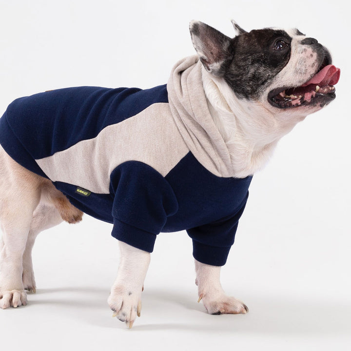 French Bulldog looking up while wearing navy and beige color block dog hoodie on white background