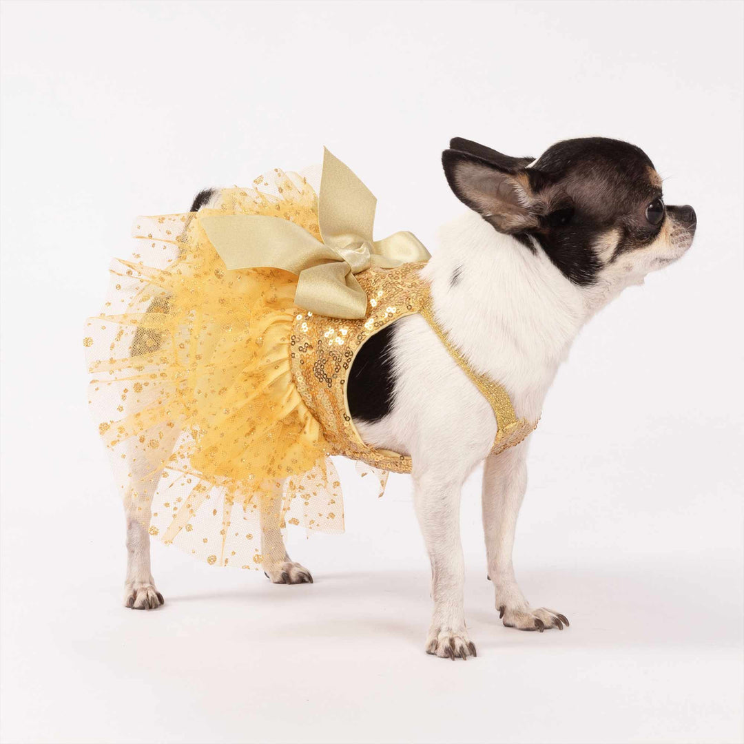 Chihuahua dressed in a sparkly gold dog dress
