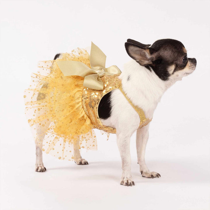 Chihuahua dressed in a sparkly gold dog dress
