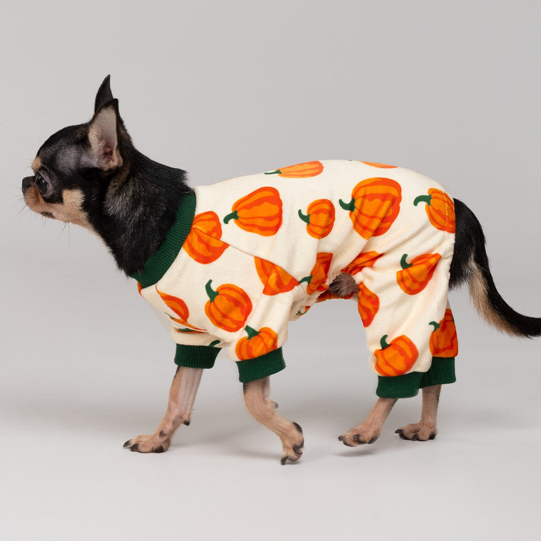Small dog dressed in cream pumpkin patterned dog pajamas