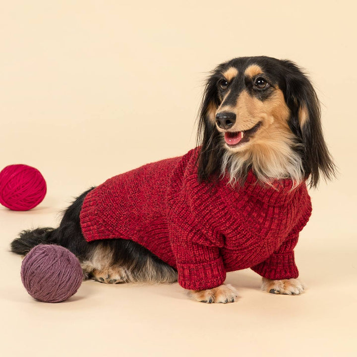 Cute dachshund modeling stylish knitted dog fleece sweater for winter fashion look