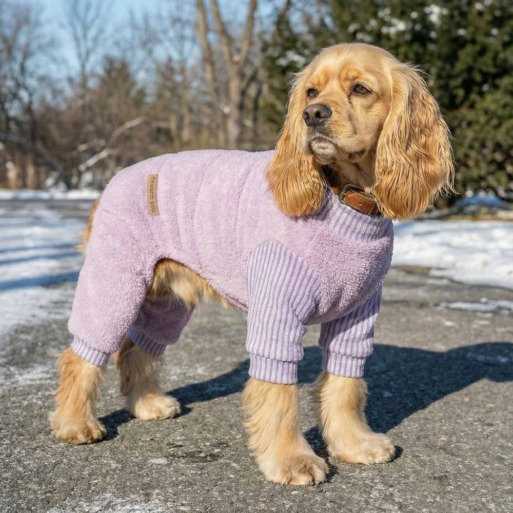 Dog wearing a purple dog pjs standing on a snowy path