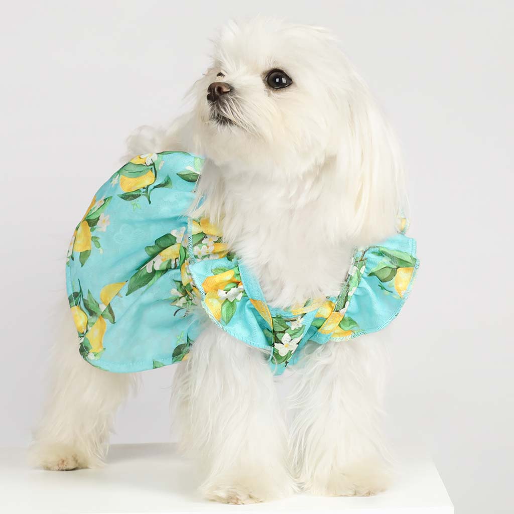Maltese in a Cute Lemon Dog Dress - Fitwarm Dog Clothes
