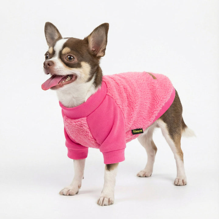 Chihuahua wearing a pink dog fleece sweater on a white background