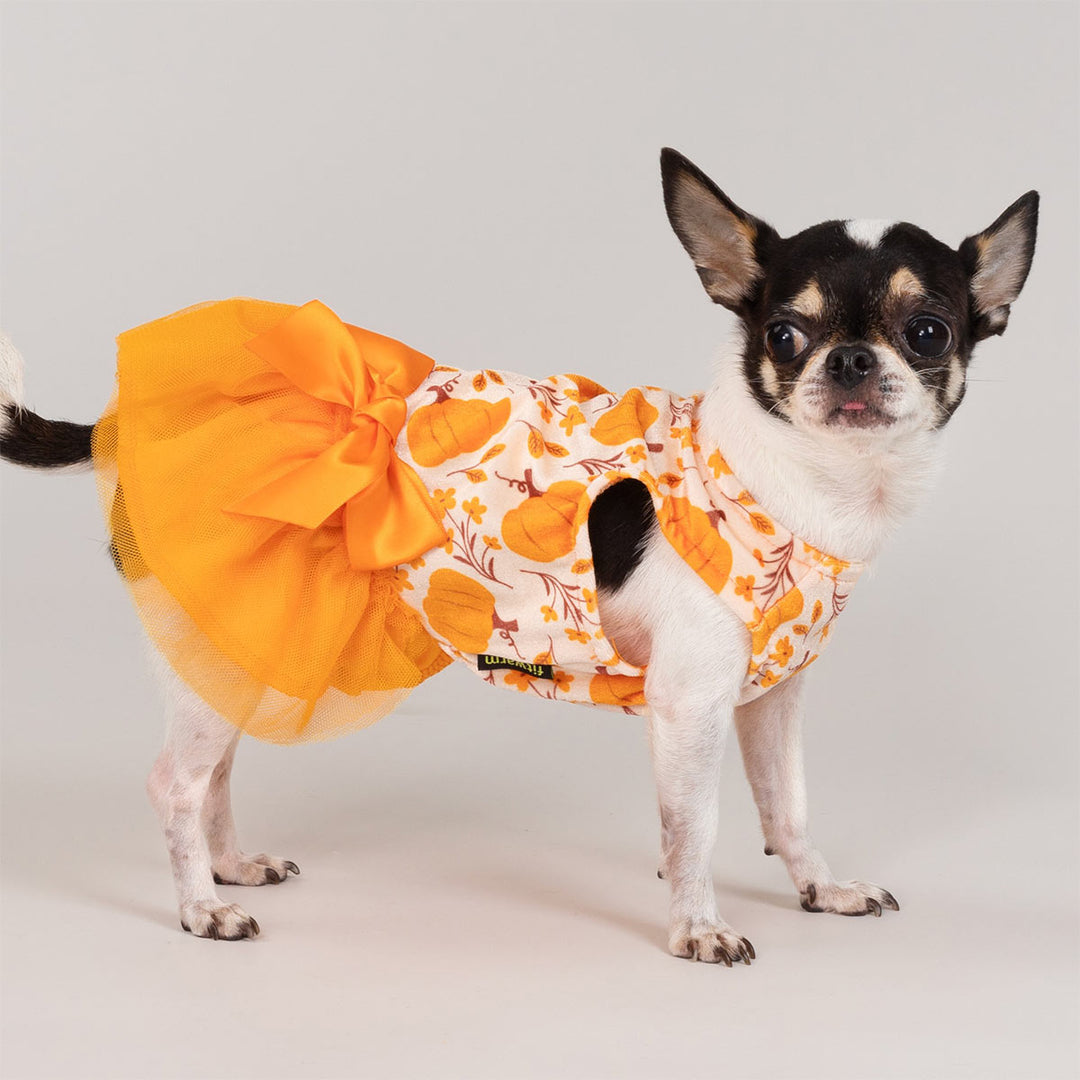 Small Chihuahua wearing an orange pumpkin print dog dress with a tulle skirt and bow