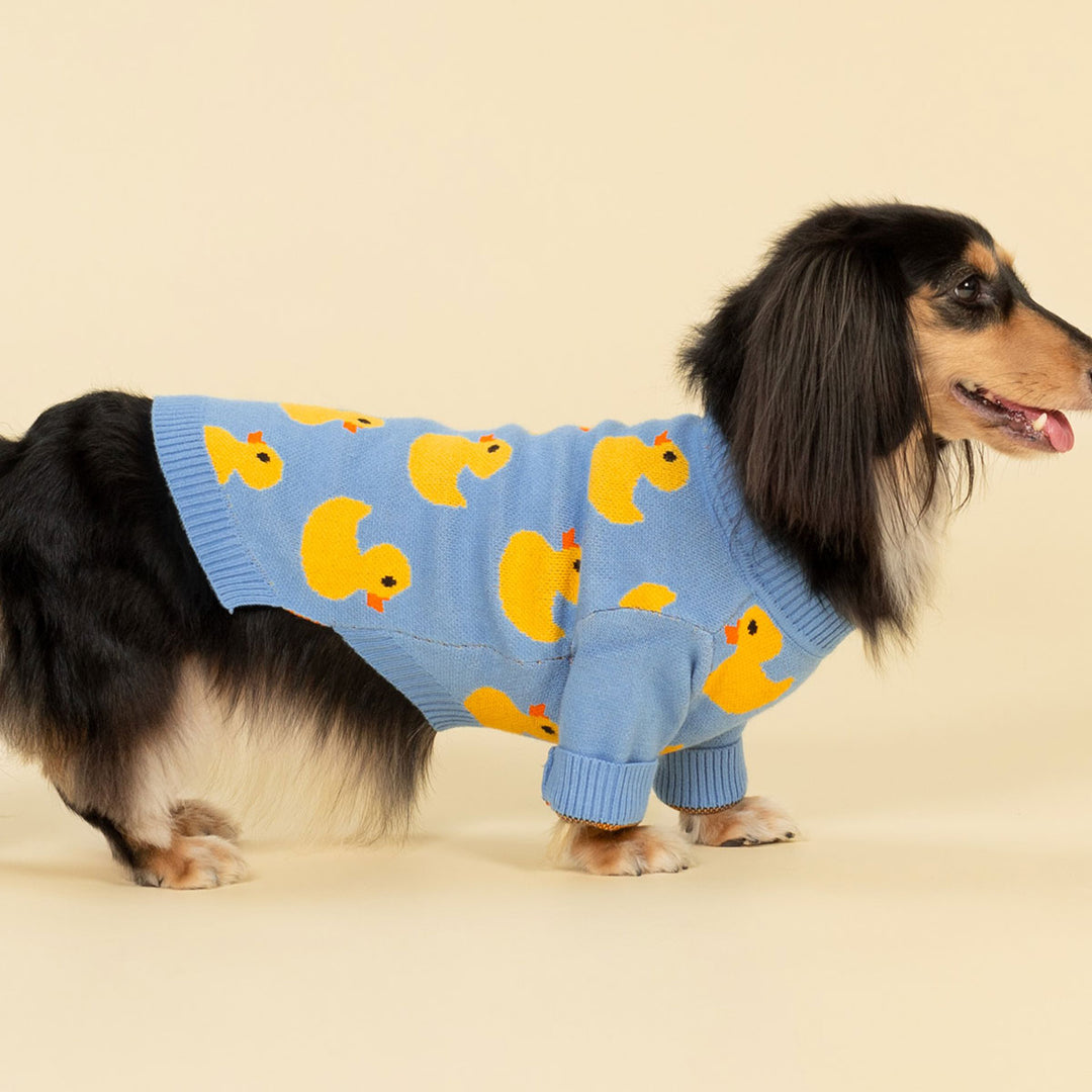 Dachshund showing off cheerful sweater for dogs in light blue with duck prints