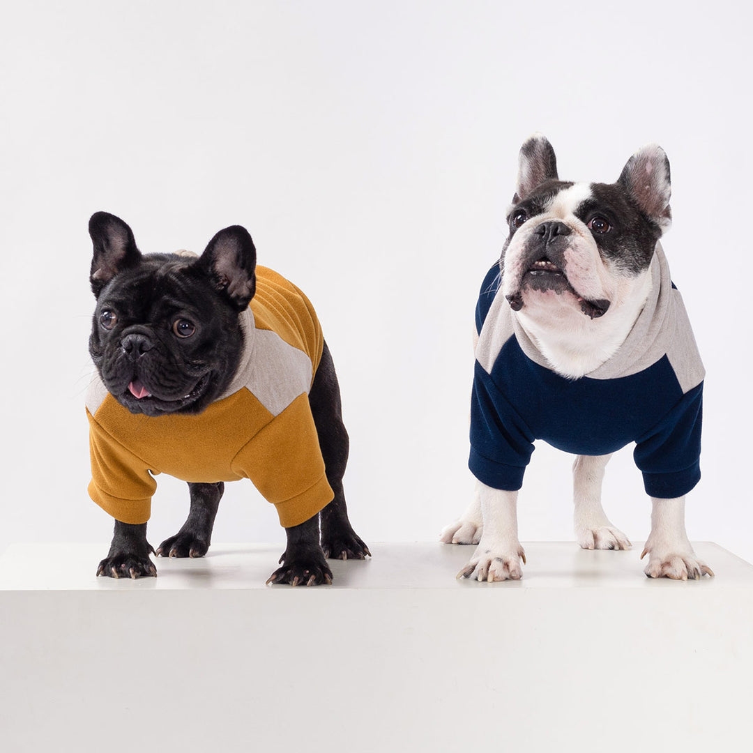 Two French Bulldogs wearing color block dog sweatshirts in mustard and navy posing on white background