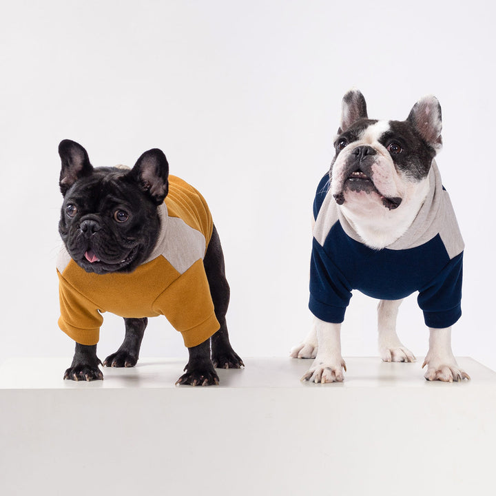 Two French Bulldogs wearing color block dog sweatshirts in mustard and navy posing on white background