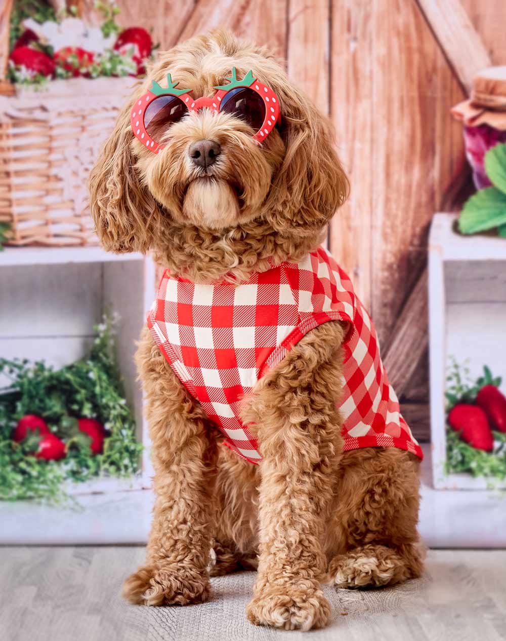 ⭐️SALE中⭐️Fitwarm 犬服 タートルネック ニット ボーダー XS 中Fitwarm 犬服 タートルネック ニット ボーダー XS FitWarmの公式