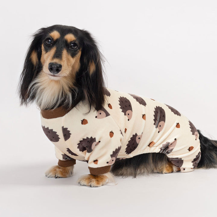 Cute dachshund modeling playful dog jammie decorated with cartoon hedgehog and autumn acorn prints.