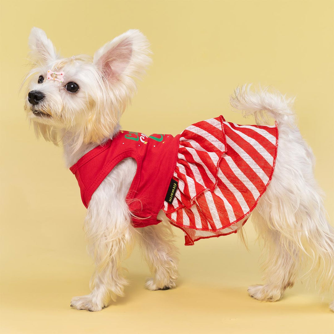 Small white dog wearing a red and white striped Christmas dog dress with a festive design