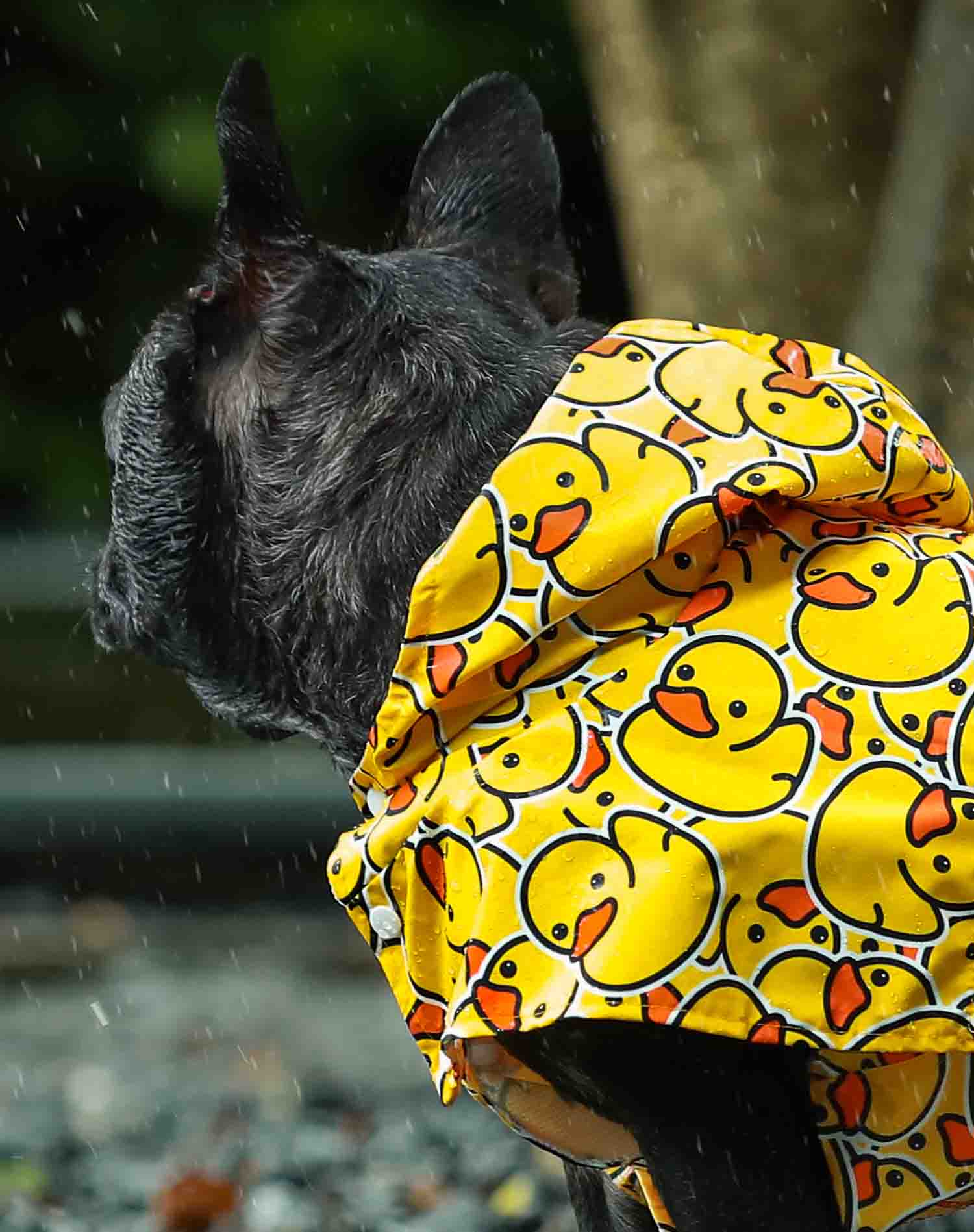 Raincoats for Dogs - Dog Clothes - Fitwarm
