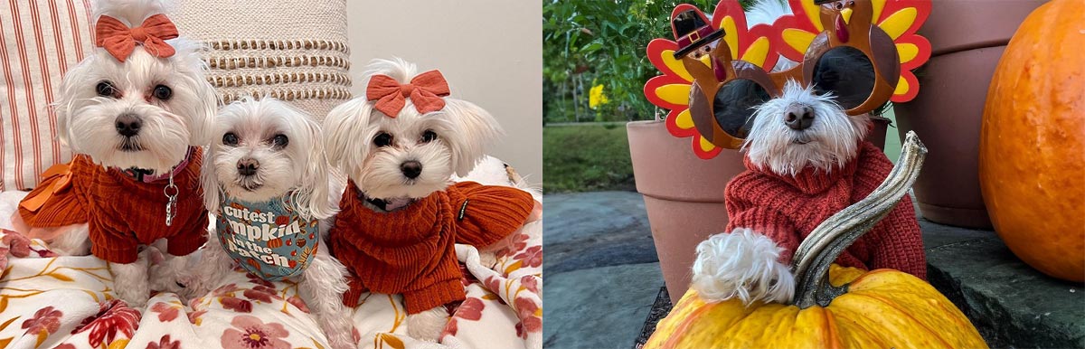 Dog Thanksgiving Outfit - Fitwarm
