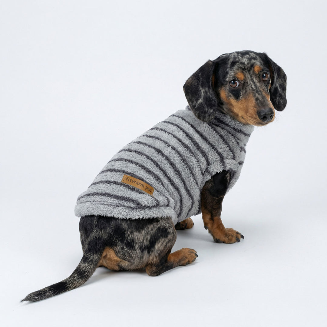 Dachshund in a striped fleece sweater for dogs