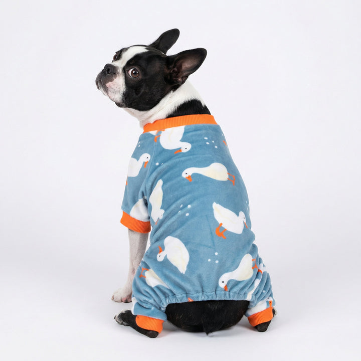 Boston Terrier sitting in soft dog onesie with funny duck print on white background
